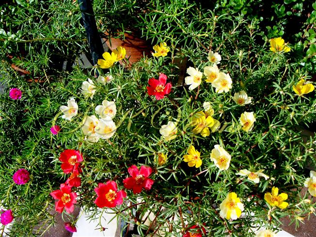  Plants